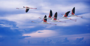 Flamingoes' Migration